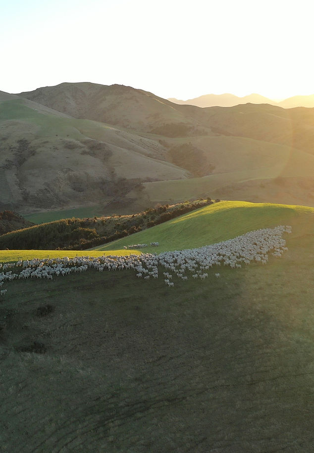 merino yunu uretilen koyunlar doğada üstten geniş açı 